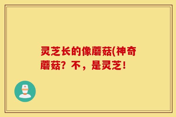 灵芝长的像蘑菇(神奇蘑菇?不,是灵芝!-第1张图片-灵芝之家 灵芝长的像蘑菇(神奇蘑菇?不,是灵芝!-第1张图片-灵芝之家