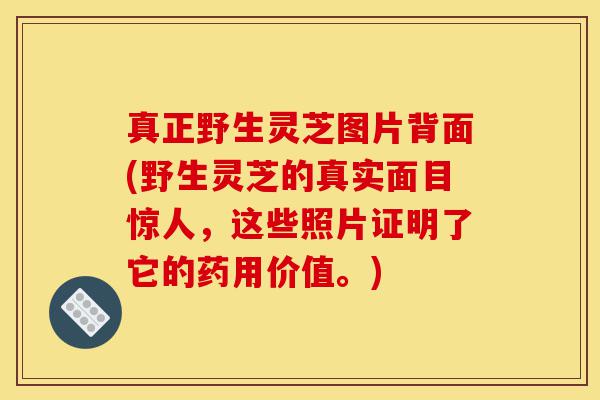 真正野生灵芝图片背面(野生灵芝的真实面目惊人,这些照片证明了它的药用价值。)-第1张图片-灵芝之家 真正野生灵芝图片背面(野生灵芝的真实面目惊人,这些照片证明了它的药用价值。)-第1张图片-灵芝之家