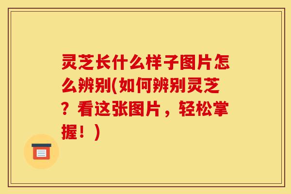 灵芝长什么样子图片怎么辨别(如何辨别灵芝？看这张图片，轻松掌握！)-第1张图片-灵芝之家