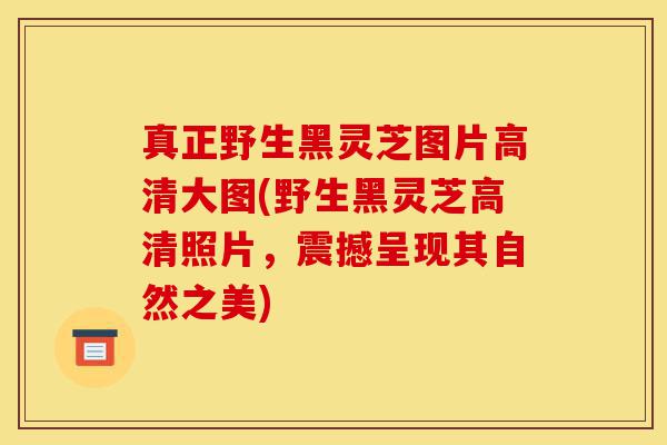 真正野生黑灵芝图片高清大图(野生黑灵芝高清照片,震撼呈现其自然之美)-第1张图片-灵芝之家 真正野生黑灵芝图片高清大图(野生黑灵芝高清照片,震撼呈现其自然之美)-第1张图片-灵芝之家