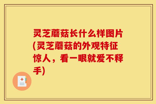 灵芝蘑菇长什么样图片(灵芝蘑菇的外观特征惊人,看一眼就爱不释手)-第1张图片-灵芝之家 灵芝蘑菇长什么样图片(灵芝蘑菇的外观特征惊人,看一眼就爱不释手)-第1张图片-灵芝之家