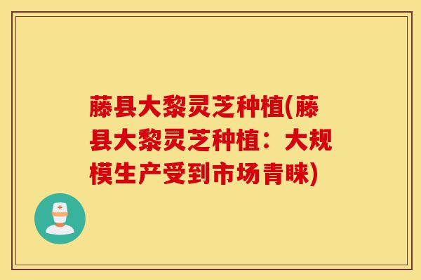 藤县大黎灵芝种植(藤县大黎灵芝种植：大规模生产受到市场青睐)-第1张图片-灵芝之家