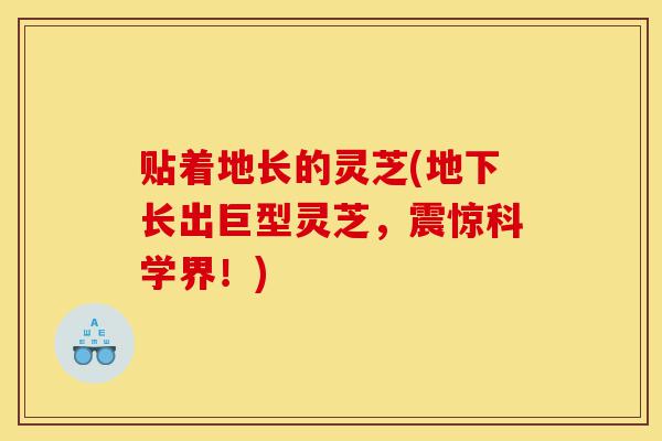贴着地长的灵芝(地下长出巨型灵芝，震惊科学界！)-第1张图片-灵芝之家