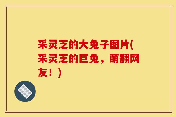 采灵芝的大兔子图片(采灵芝的巨兔,萌翻网友!)-第1张图片-灵芝之家 采灵芝的大兔子图片(采灵芝的巨兔,萌翻网友!)-第1张图片-灵芝之家