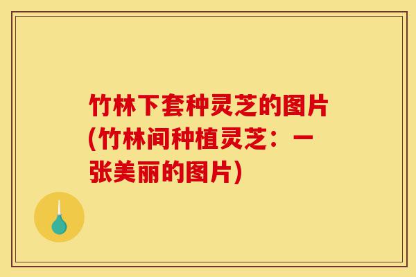 竹林下套种灵芝的图片(竹林间种植灵芝:一张美丽的图片)-第1张图片-灵芝之家 竹林下套种灵芝的图片(竹林间种植灵芝:一张美丽的图片)-第1张图片-灵芝之家