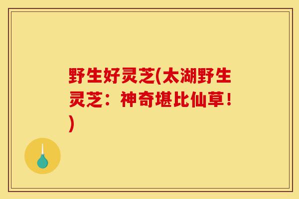 野生好灵芝(太湖野生灵芝:神奇堪比仙草!)-第1张图片-灵芝之家 野生好灵芝(太湖野生灵芝:神奇堪比仙草!)-第1张图片-灵芝之家