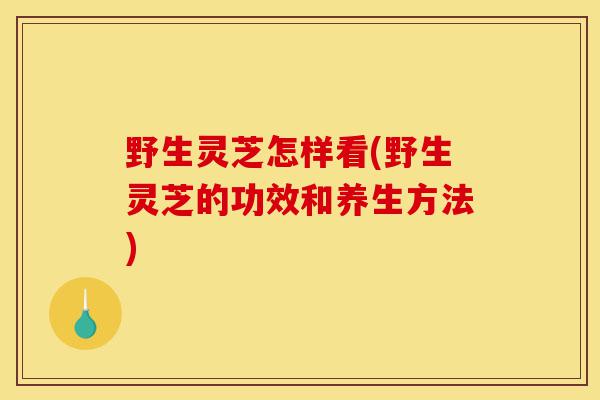 野生灵芝怎样看(野生灵芝的功效和养生方法)-第1张图片-灵芝之家 野生灵芝怎样看(野生灵芝的功效和养生方法)-第1张图片-灵芝之家
