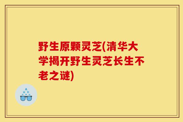 野生原颗灵芝(清华大学揭开野生灵芝长生不老之谜)-第1张图片-灵芝之家 野生原颗灵芝(清华大学揭开野生灵芝长生不老之谜)-第1张图片-灵芝之家