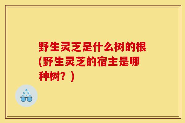 野生灵芝是什么树的根(野生灵芝的宿主是哪种树？)-第1张图片-灵芝之家