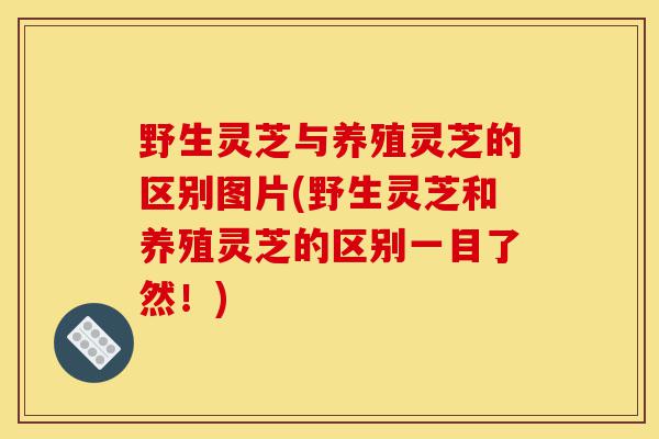 野生灵芝与养殖灵芝的区别图片(野生灵芝和养殖灵芝的区别一目了然!)-第1张图片-灵芝之家 野生灵芝与养殖灵芝的区别图片(野生灵芝和养殖灵芝的区别一目了然!)-第1张图片-灵芝之家