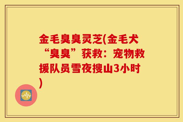 金毛臭臭灵芝(金毛犬“臭臭”获救:宠物救援队员雪夜搜山3小时)-第1张图片-灵芝之家 金毛臭臭灵芝(金毛犬“臭臭”获救:宠物救援队员雪夜搜山3小时)-第1张图片-灵芝之家