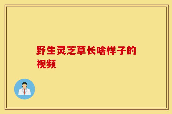 野生灵芝草长啥样子的视频-第1张图片-灵芝之家