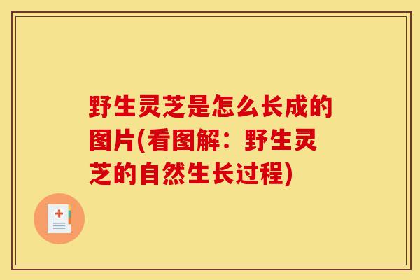 野生灵芝是怎么长成的图片(看图解:野生灵芝的自然生长过程)-第1张图片-灵芝之家 野生灵芝是怎么长成的图片(看图解:野生灵芝的自然生长过程)-第1张图片-灵芝之家