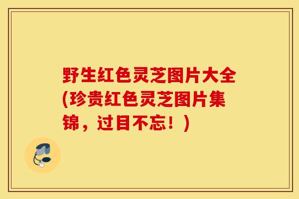 野生红色灵芝图片大全(珍贵红色灵芝图片集锦,过目不忘!)-第1张图片-灵芝之家 野生红色灵芝图片大全(珍贵红色灵芝图片集锦,过目不忘!)-第1张图片-灵芝之家