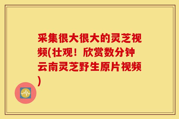 采集很大很大的灵芝视频(壮观!欣赏数分钟云南灵芝野生原片视频)-第1张图片-灵芝之家 采集很大很大的灵芝视频(壮观!欣赏数分钟云南灵芝野生原片视频)-第1张图片-灵芝之家