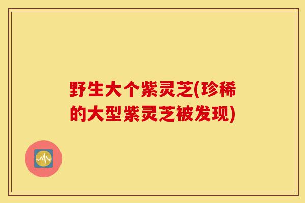 野生大个紫灵芝(珍稀的大型紫灵芝被发现)-第1张图片-灵芝之家 野生大个紫灵芝(珍稀的大型紫灵芝被发现)-第1张图片-灵芝之家