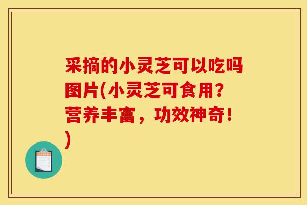 采摘的小灵芝可以吃吗图片(小灵芝可食用?营养丰富,功效神奇!)-第1张图片-灵芝之家 采摘的小灵芝可以吃吗图片(小灵芝可食用?营养丰富,功效神奇!)-第1张图片-灵芝之家