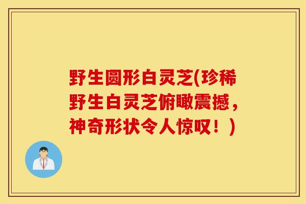 野生圆形白灵芝(珍稀野生白灵芝俯瞰震撼,神奇形状令人惊叹!)-第1张图片-灵芝之家 野生圆形白灵芝(珍稀野生白灵芝俯瞰震撼,神奇形状令人惊叹!)-第1张图片-灵芝之家
