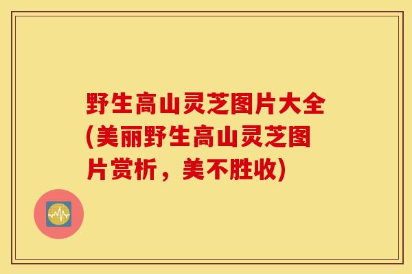 野生高山灵芝图片大全(美丽野生高山灵芝图片赏析,美不胜收)-第1张图片-灵芝之家 野生高山灵芝图片大全(美丽野生高山灵芝图片赏析,美不胜收)-第1张图片-灵芝之家