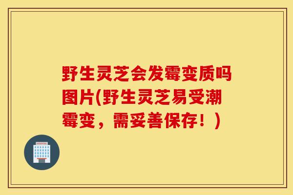 野生灵芝会发霉变质吗图片(野生灵芝易受潮霉变,需妥善保存!)-第1张图片-灵芝之家 野生灵芝会发霉变质吗图片(野生灵芝易受潮霉变,需妥善保存!)-第1张图片-灵芝之家