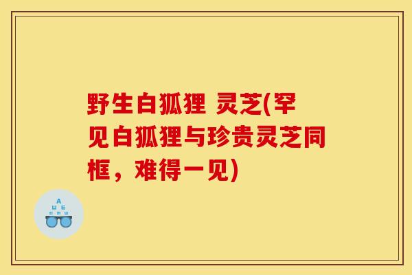 野生白狐狸 灵芝(罕见白狐狸与珍贵灵芝同框,难得一见)-第1张图片-灵芝之家 野生白狐狸 灵芝(罕见白狐狸与珍贵灵芝同框,难得一见)-第1张图片-灵芝之家