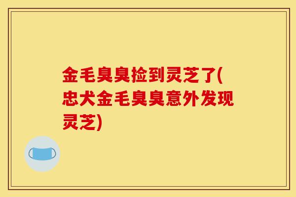 金毛臭臭捡到灵芝了(忠犬金毛臭臭意外发现灵芝)-第1张图片-灵芝之家 金毛臭臭捡到灵芝了(忠犬金毛臭臭意外发现灵芝)-第1张图片-灵芝之家