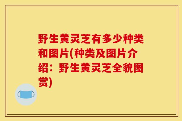 野生黄灵芝有多少种类和图片(种类及图片介绍:野生黄灵芝全貌图赏)-第1张图片-灵芝之家 野生黄灵芝有多少种类和图片(种类及图片介绍:野生黄灵芝全貌图赏)-第1张图片-灵芝之家