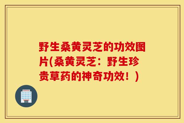 野生桑黄灵芝的功效图片(桑黄灵芝:野生珍贵草药的神奇功效!)-第1张图片-灵芝之家 野生桑黄灵芝的功效图片(桑黄灵芝:野生珍贵草药的神奇功效!)-第1张图片-灵芝之家