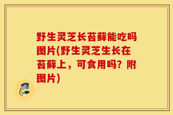 野生灵芝长苔藓能吃吗图片(野生灵芝生长在苔藓上,可食用吗?附图片)-第1张图片-灵芝之家 野生灵芝长苔藓能吃吗图片(野生灵芝生长在苔藓上,可食用吗?附图片)-第1张图片-灵芝之家