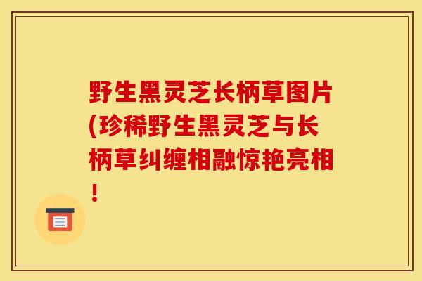 野生黑灵芝长柄草图片(珍稀野生黑灵芝与长柄草纠缠相融惊艳亮相！-第1张图片-灵芝之家