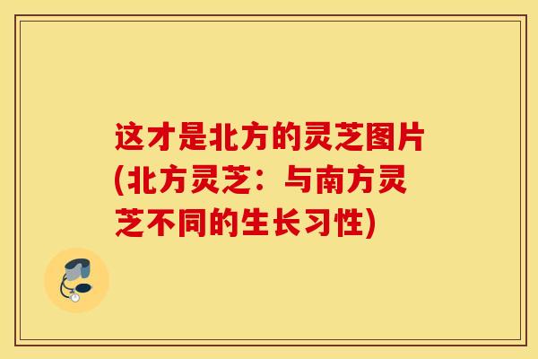 这才是北方的灵芝图片(北方灵芝:与南方灵芝不同的生长习性)-第1张图片-灵芝之家 这才是北方的灵芝图片(北方灵芝:与南方灵芝不同的生长习性)-第1张图片-灵芝之家