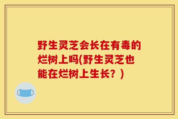 野生灵芝会长在有毒的烂树上吗(野生灵芝也能在烂树上生长?)-第1张图片-灵芝之家 野生灵芝会长在有毒的烂树上吗(野生灵芝也能在烂树上生长?)-第1张图片-灵芝之家