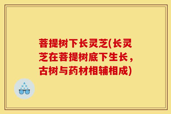 菩提树下长灵芝(长灵芝在菩提树底下生长,古树与药材相辅相成)-第1张图片-灵芝之家 菩提树下长灵芝(长灵芝在菩提树底下生长,古树与药材相辅相成)-第1张图片-灵芝之家
