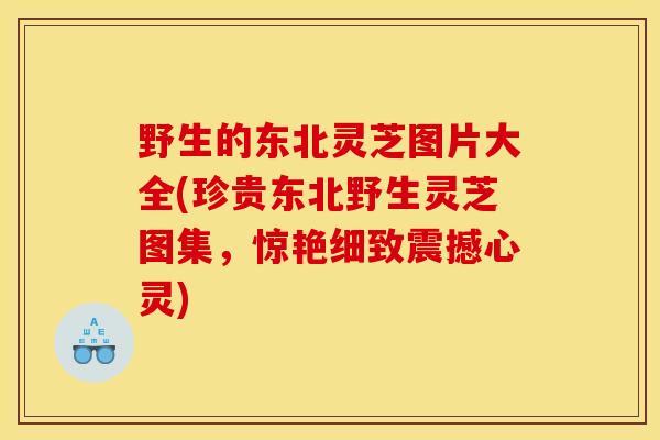 野生的东北灵芝图片大全(珍贵东北野生灵芝图集,惊艳细致震撼心灵)-第1张图片-灵芝之家 野生的东北灵芝图片大全(珍贵东北野生灵芝图集,惊艳细致震撼心灵)-第1张图片-灵芝之家