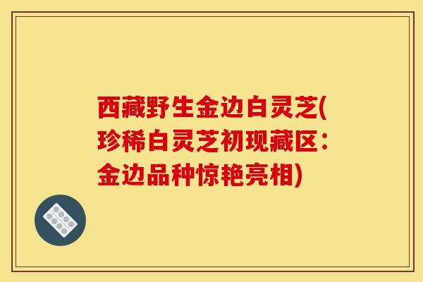西藏野生金边白灵芝(珍稀白灵芝初现藏区：金边品种惊艳亮相)-第1张图片-灵芝之家