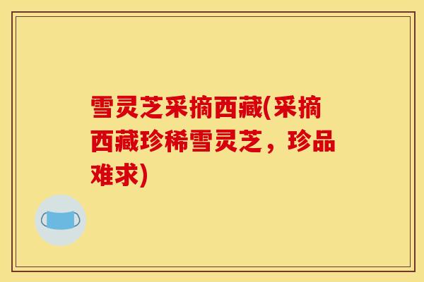 雪灵芝采摘西藏(采摘西藏珍稀雪灵芝，珍品难求)-第1张图片-灵芝之家