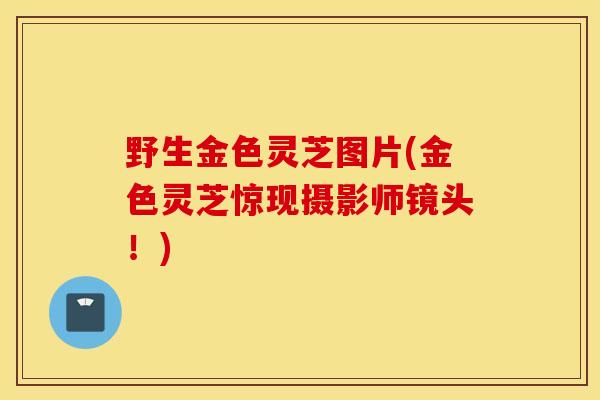 野生金色灵芝图片(金色灵芝惊现摄影师镜头!)-第1张图片-灵芝之家 野生金色灵芝图片(金色灵芝惊现摄影师镜头!)-第1张图片-灵芝之家