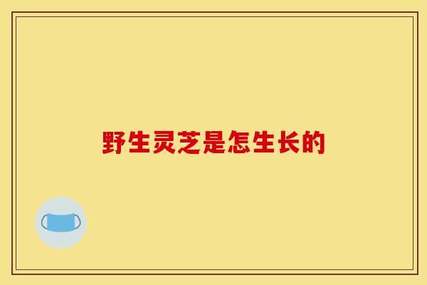 野生灵芝是怎生长的-第1张图片-灵芝之家 野生灵芝是怎生长的-第1张图片-灵芝之家