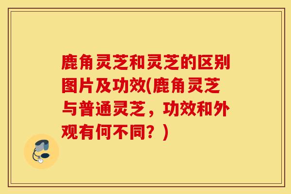 鹿角灵芝和灵芝的区别图片及功效(鹿角灵芝与普通灵芝,功效和外观有何不同?)-第1张图片-灵芝之家 鹿角灵芝和灵芝的区别图片及功效(鹿角灵芝与普通灵芝,功效和外观有何不同?)-第1张图片-灵芝之家