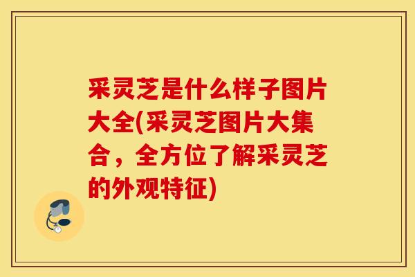 采灵芝是什么样子图片大全(采灵芝图片大集合，全方位了解采灵芝的外观特征)-第1张图片-灵芝之家