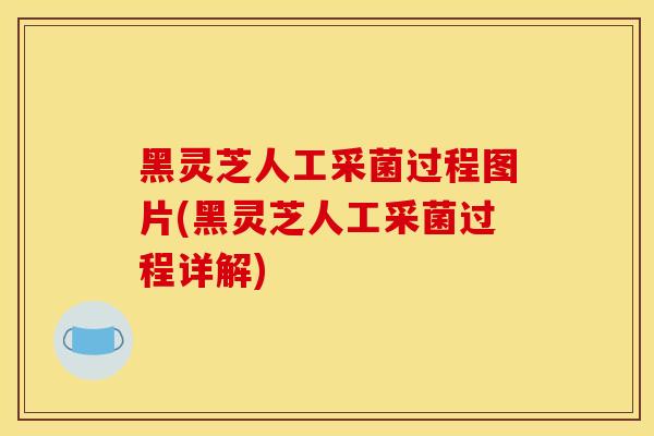 黑灵芝人工采菌过程图片(黑灵芝人工采菌过程详解)-第1张图片-灵芝之家