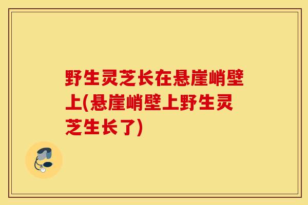 野生灵芝长在悬崖峭壁上(悬崖峭壁上野生灵芝生长了)-第1张图片-灵芝之家