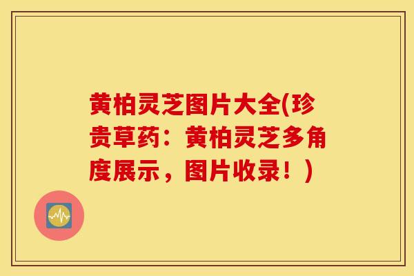 黄柏灵芝图片大全(珍贵草药:黄柏灵芝多角度展示,图片收录!)-第1张图片-灵芝之家 黄柏灵芝图片大全(珍贵草药:黄柏灵芝多角度展示,图片收录!)-第1张图片-灵芝之家