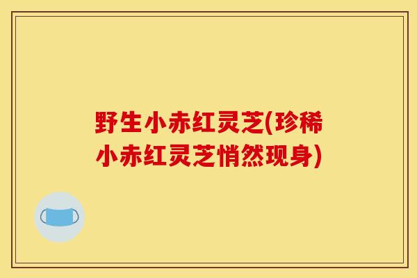 野生小赤红灵芝(珍稀小赤红灵芝悄然现身)-第1张图片-灵芝之家