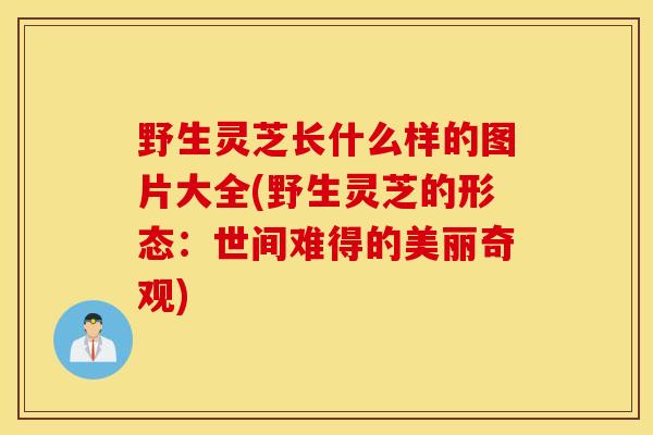 野生灵芝长什么样的图片大全(野生灵芝的形态：世间难得的美丽奇观)-第1张图片-灵芝之家