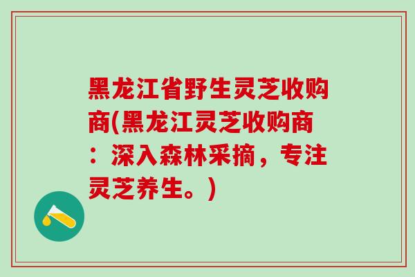 黑龙江省野生灵芝收购商(黑龙江灵芝收购商:深入森林采摘,专注灵芝养生。)-第1张图片-灵芝之家 黑龙江省野生灵芝收购商(黑龙江灵芝收购商:深入森林采摘,专注灵芝养生。)-第1张图片-灵芝之家