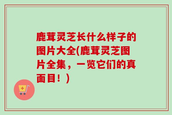 鹿茸灵芝长什么样子的图片大全(鹿茸灵芝图片全集,一览它们的真面目!)-第1张图片-灵芝之家 鹿茸灵芝长什么样子的图片大全(鹿茸灵芝图片全集,一览它们的真面目!)-第1张图片-灵芝之家