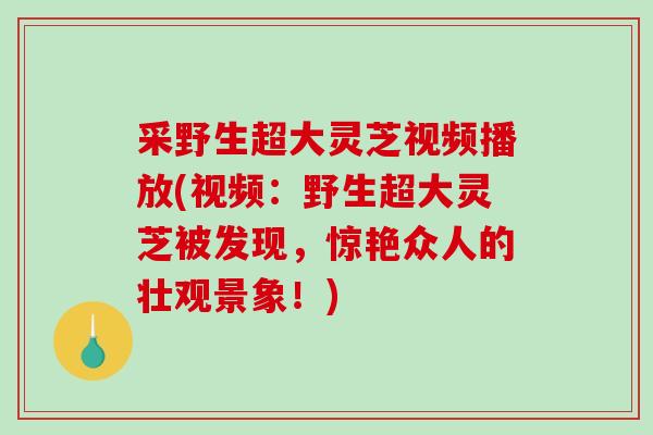 采野生超大灵芝视频播放(视频:野生超大灵芝被发现,惊艳众人的壮观景象!)-第1张图片-灵芝之家 采野生超大灵芝视频播放(视频:野生超大灵芝被发现,惊艳众人的壮观景象!)-第1张图片-灵芝之家