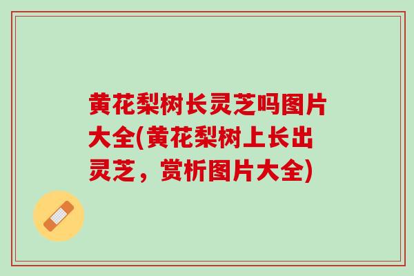 黄花梨树长灵芝吗图片大全(黄花梨树上长出灵芝,赏析图片大全)-第1张图片-灵芝之家 黄花梨树长灵芝吗图片大全(黄花梨树上长出灵芝,赏析图片大全)-第1张图片-灵芝之家