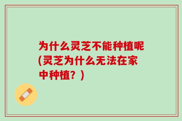 为什么灵芝不能种植呢(灵芝为什么无法在家中种植?)-第1张图片-灵芝之家 为什么灵芝不能种植呢(灵芝为什么无法在家中种植?)-第1张图片-灵芝之家